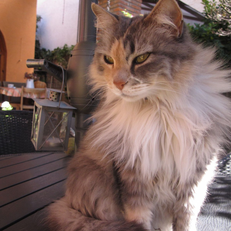 MAGGIE | Raza Calicó de pelo semilargo | Perdida
