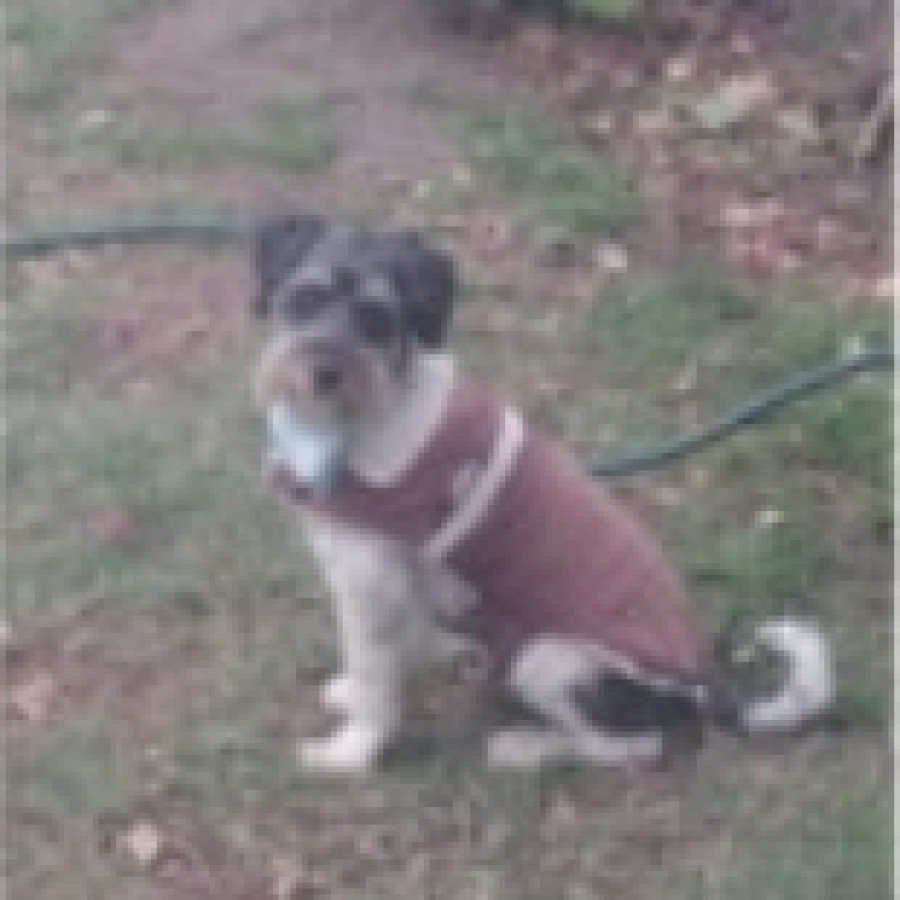 TONY | Raza Mestizo,  cruza de Schnauzer | Perdido