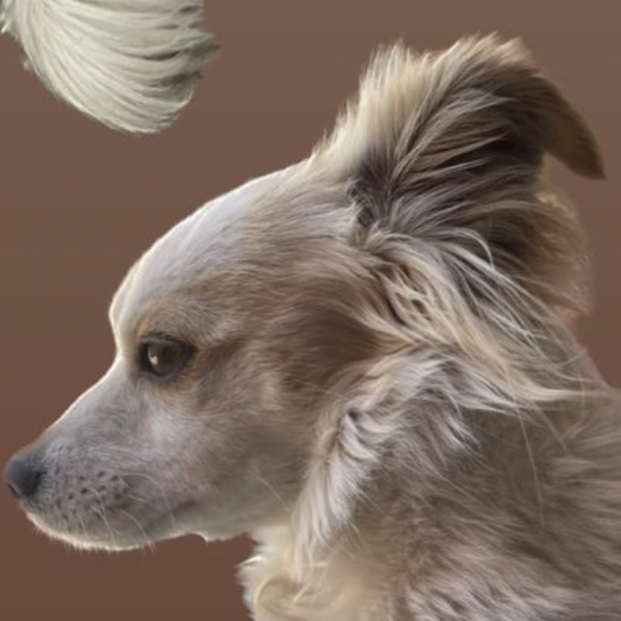 PETUNIA | Raza Mestiza | Final Feliz