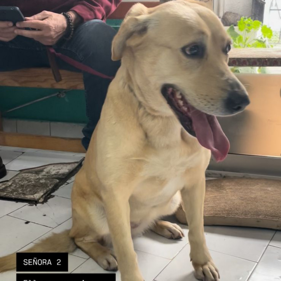  | Raza Mestiza, cruza de Labrador | Encontrada