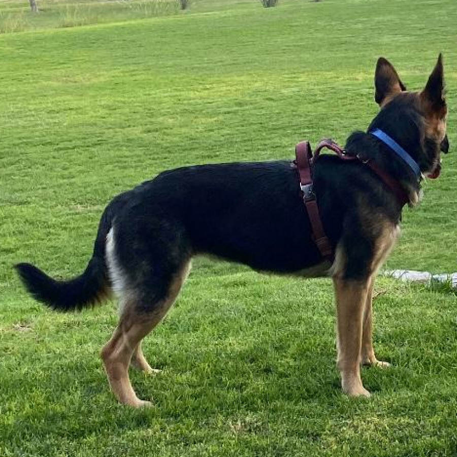 GAIA | Raza Pastor Alemán | Perdida