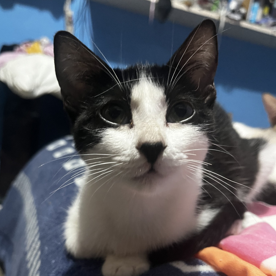 HERMOSA GATITA | Raza Doméstico Américano de Pelo Corto | En Adopción