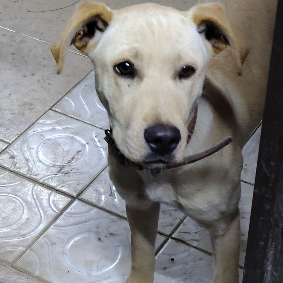 GWEN | Raza Labrador  | En Adopción