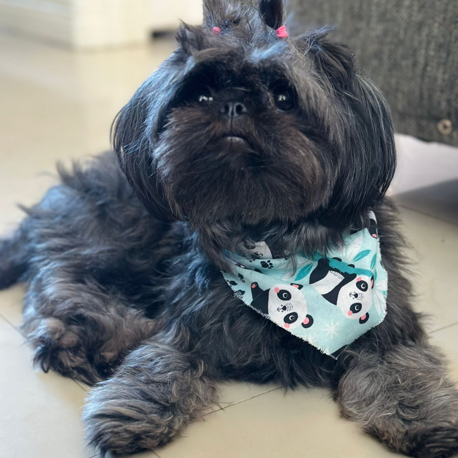 CHALUPA | Raza Shih Tzu  | Perdida