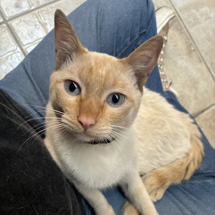  | Raza Aslan punto flama | Encontrado