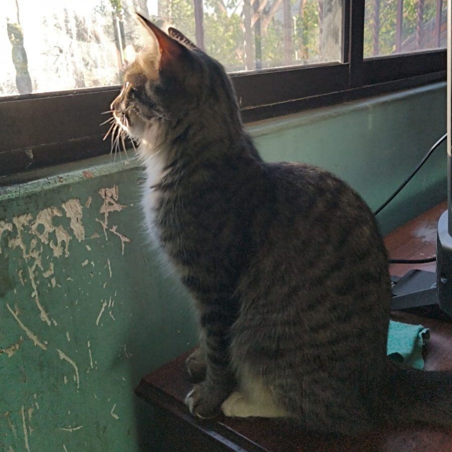 MAXIMUS | Raza Doméstico Americano de pelo semilargo | Perdido