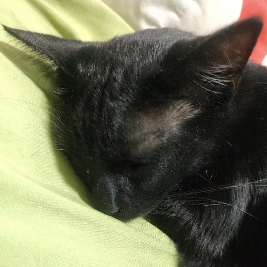 SOMBRA | Raza Bombay | Perdida