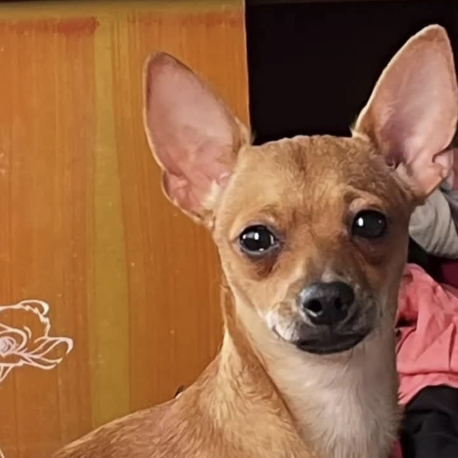 ZOÉ | Raza Chihuahua | Final Feliz