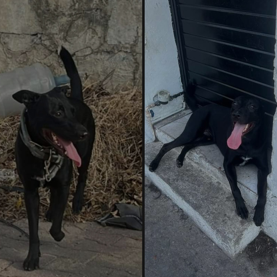 RAMBO | Raza Mestizo, cruza de Labrador | Perdido