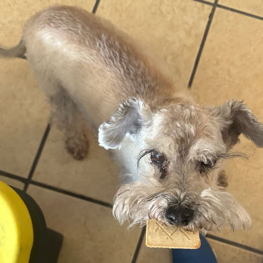 KELLY | Raza Mestiza, cruza de Schnauzer | Perdida