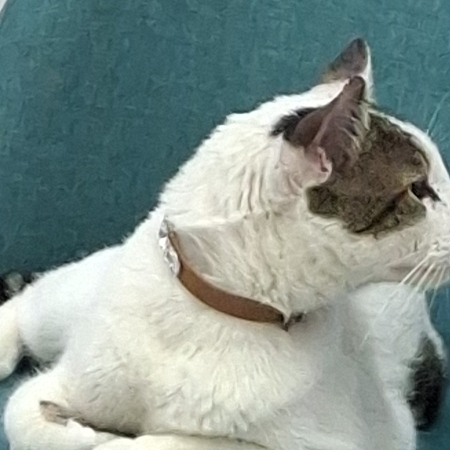  | Raza Doméstico Américano de Pelo Corto | Encontrada