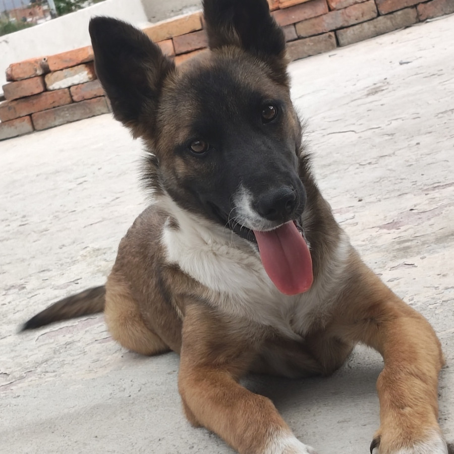 MOKA | Raza Mestiza, cruza de Pastor Belga Malinois | Perdida