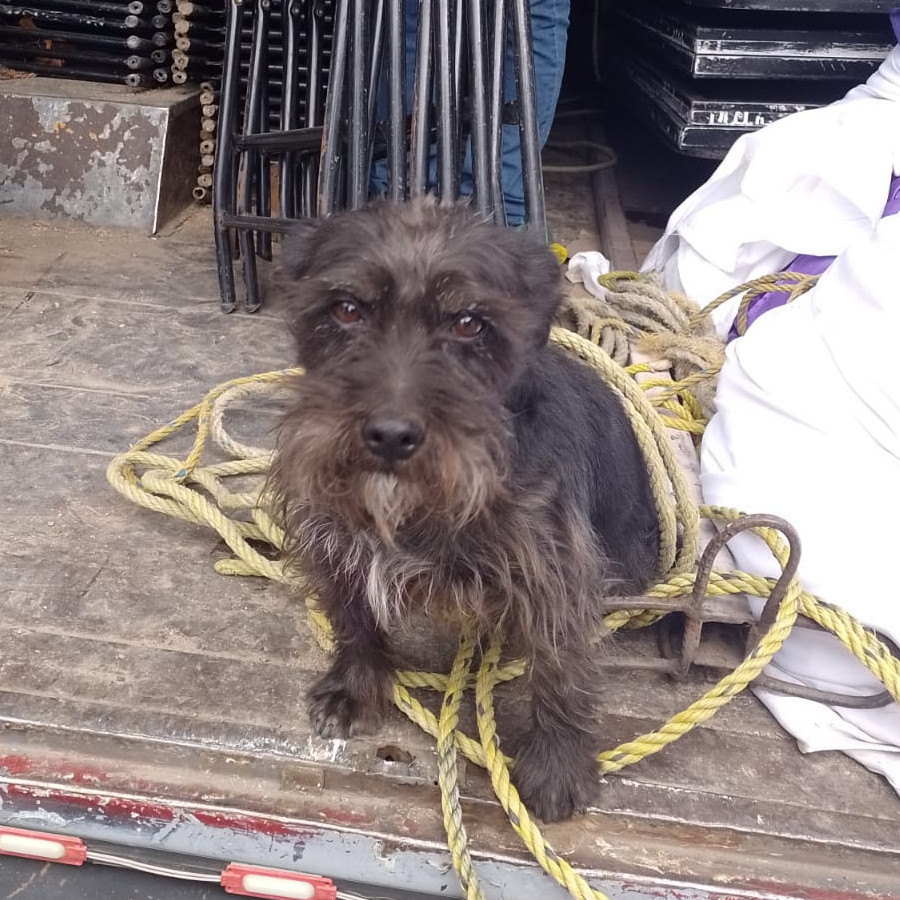 JAKE | Raza Mestizo, cruza de Schnuazer | Perdido
