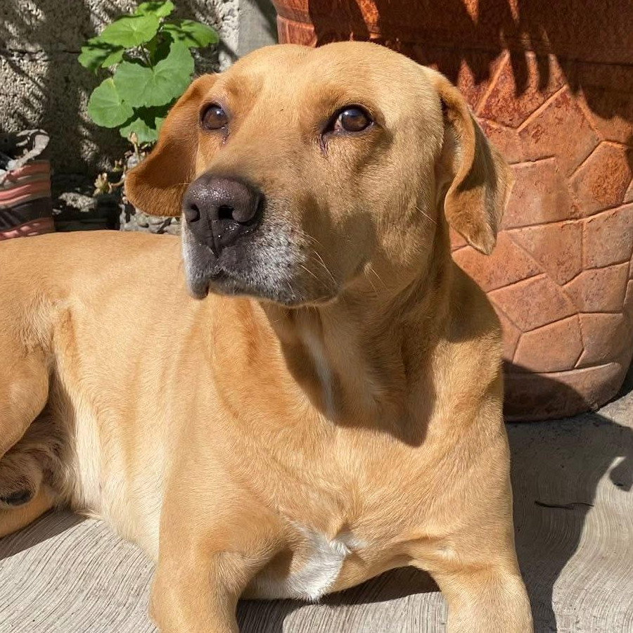 PANCHO | Raza Mestizo, cruza de Labrador | Final Feliz