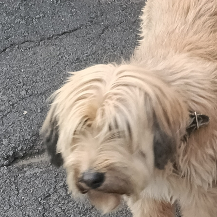  | Raza Mestizo | Encontrado