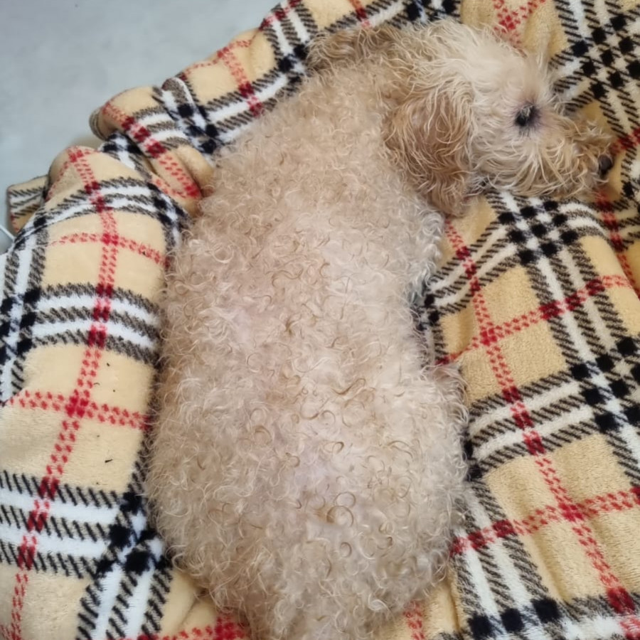 CIELO | Raza Mestiza, cruza de French Poodle con Maltés,  (Maltipoo). | Perdida
