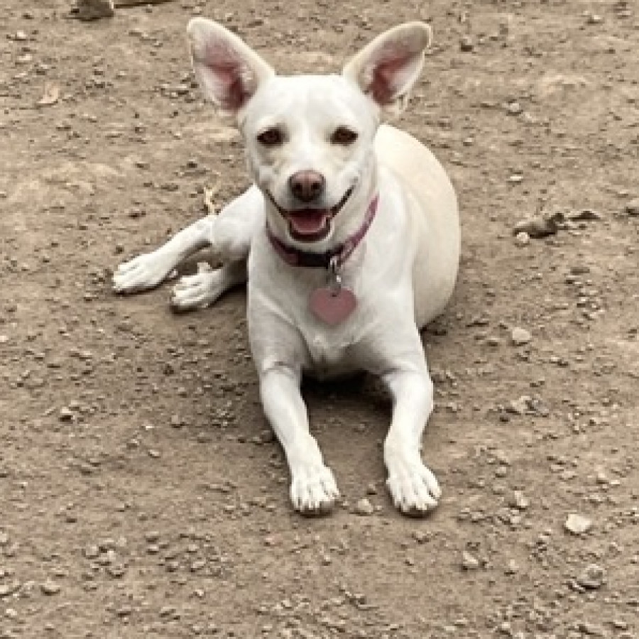 MAYONESA | Raza Mestiza, cruza de Chihuahua | Final Feliz