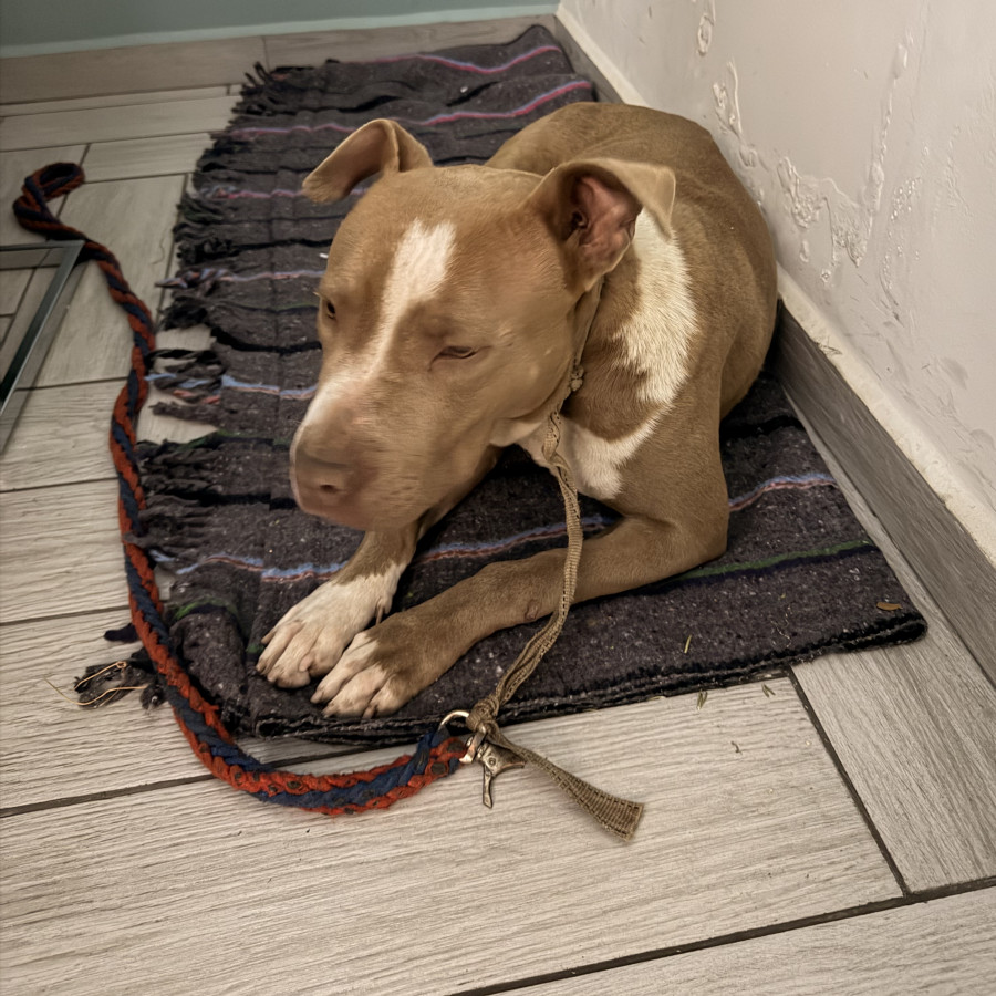  | Raza American Pitbull Terrier | Encontrada