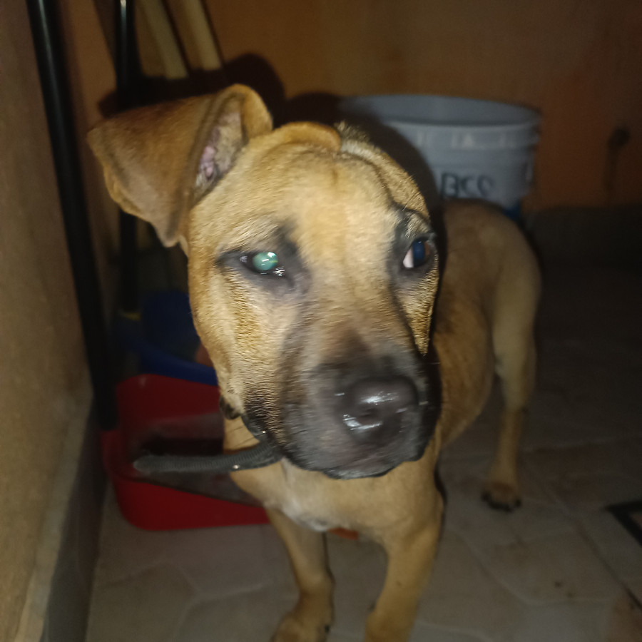  | Raza Mestizo | Final Feliz