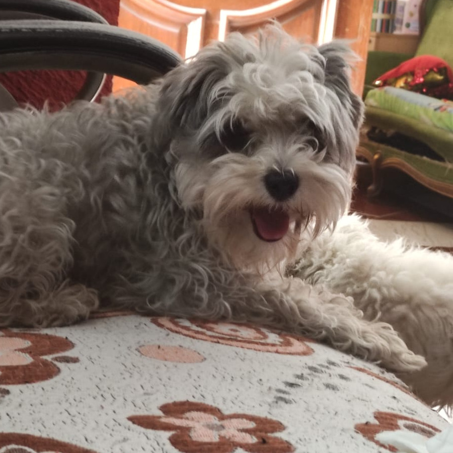 ZIZU | Raza Schnauzer | Final Feliz