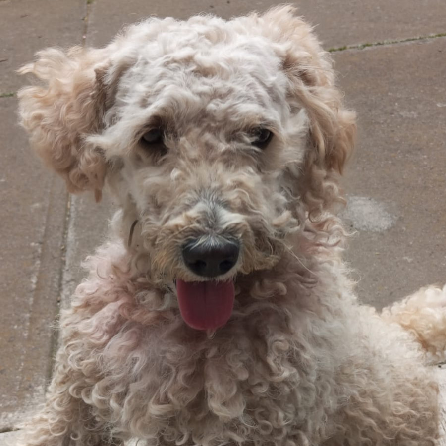  | Raza French Poodle o Caniche | Encontrado