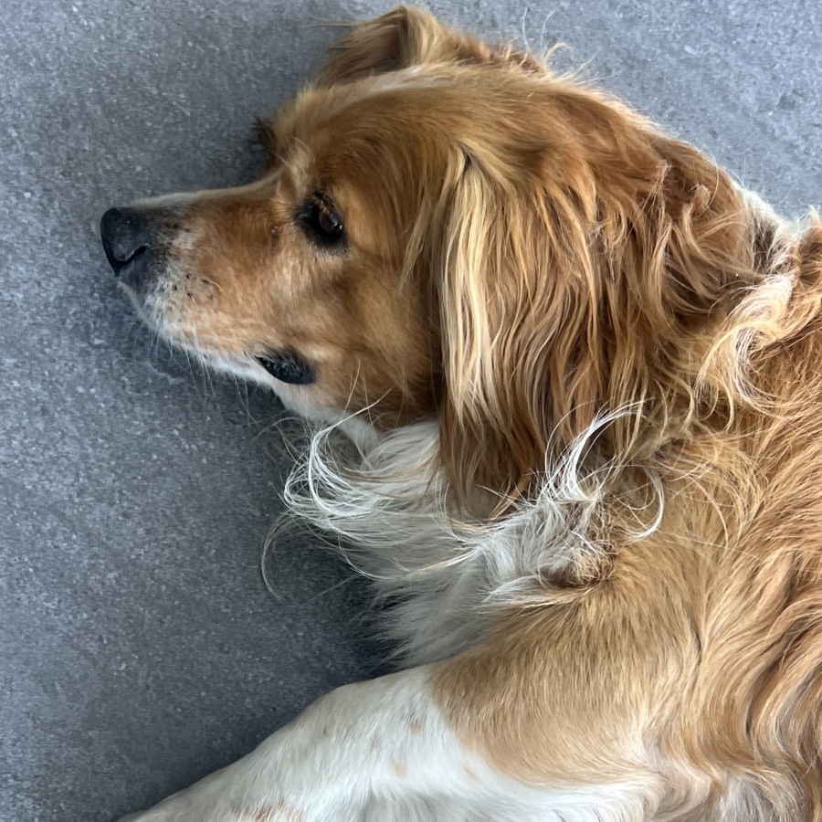  | Raza Mestizo, posible cruza de Cocker Spaniel | Encontrado