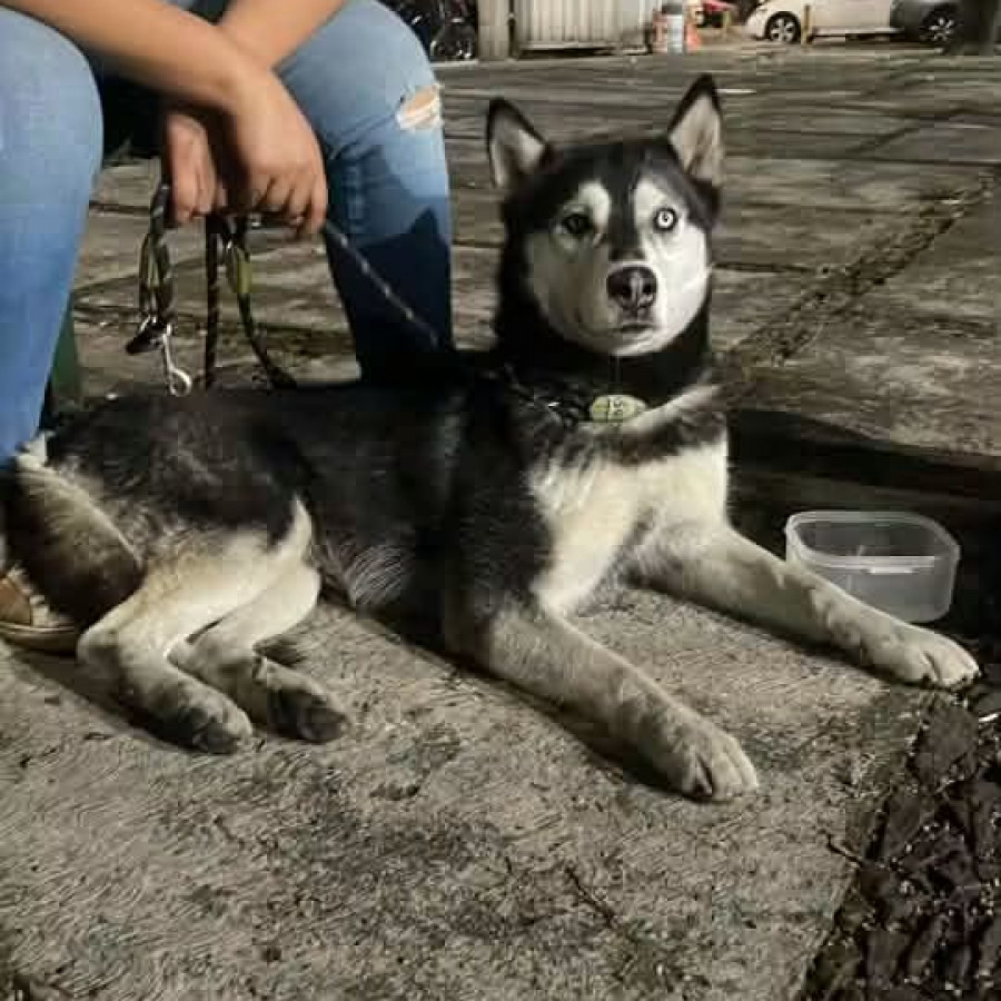  | Raza Husky Siberiano | Encontrada