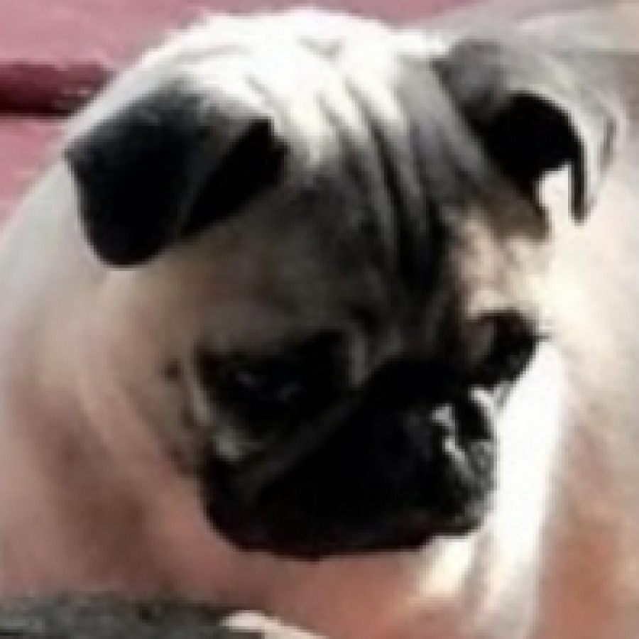 PANFI | Raza Pug o Carlin | Perdida