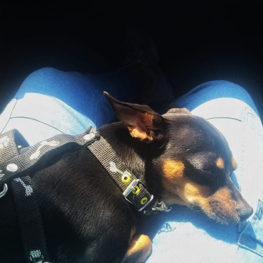 DRACO | Raza Chihuahua | Perdido