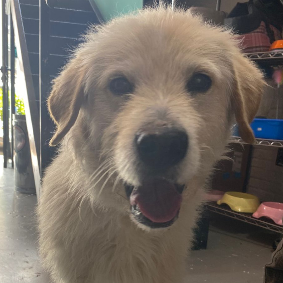  | Raza Mestizo, cruza de Labrador | Encontrado