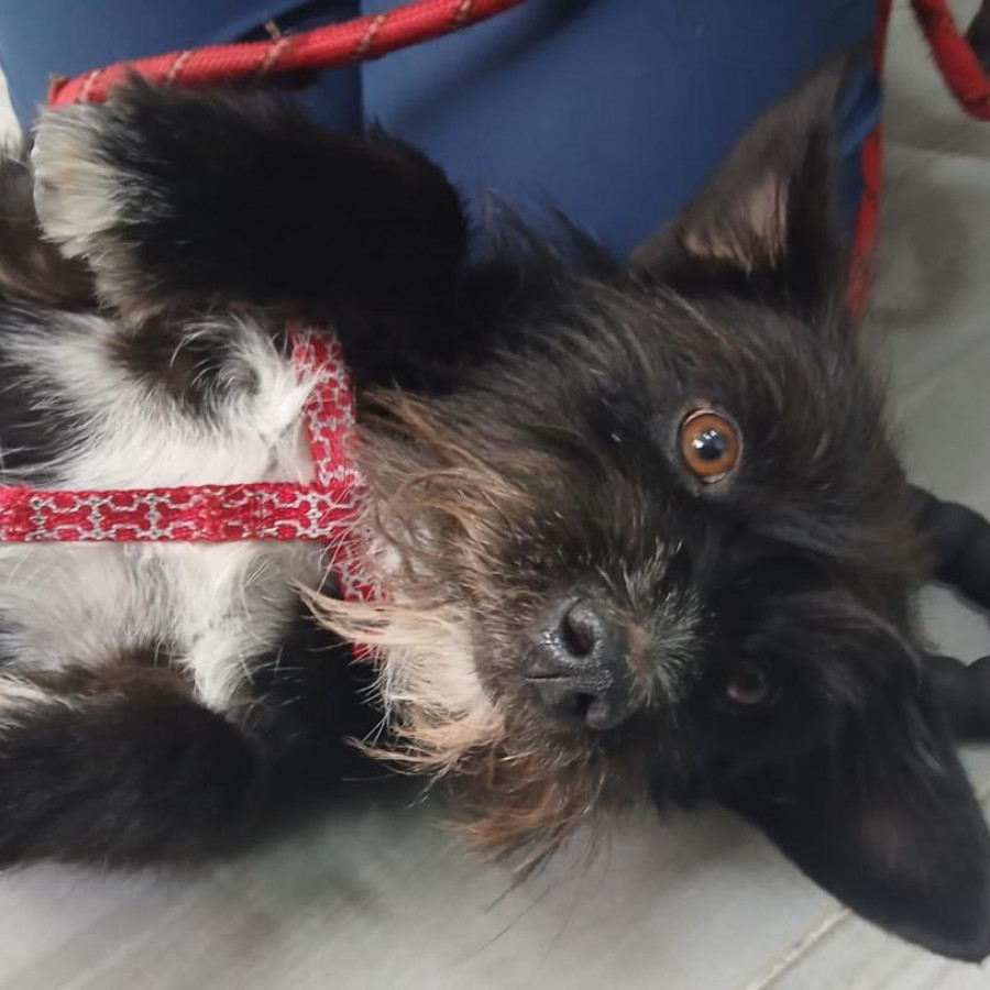 | Raza Mestizo | Encontrado