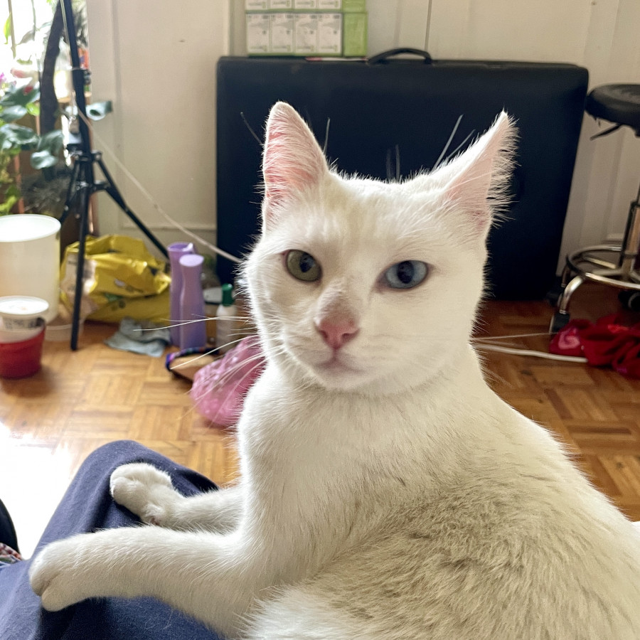  | Raza Khao Manee | Encontrada