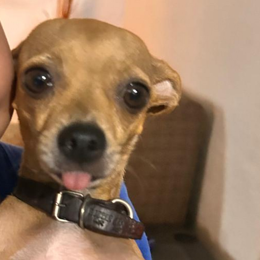 LALITA | Raza Chihuahua | Perdida