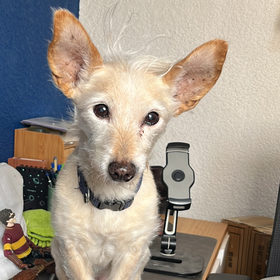 SAM | Raza Cruza de Chihuahua. | Final Feliz