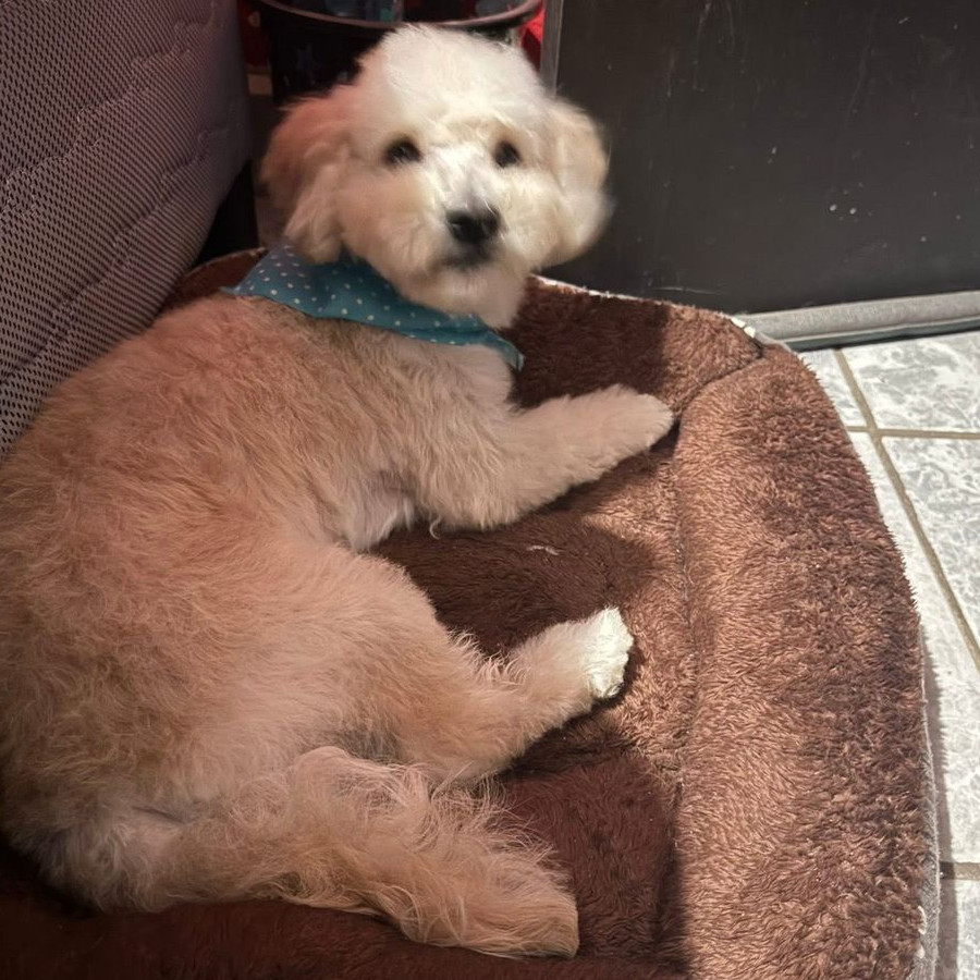 ZEUS | Raza Maltés | Final Feliz