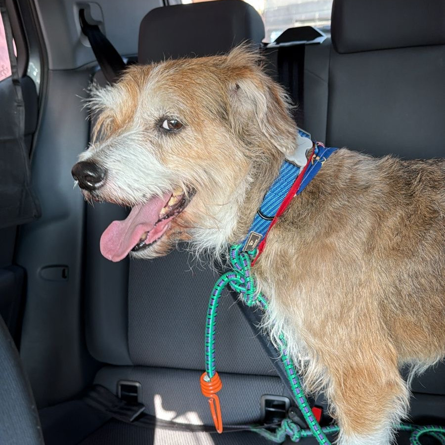  | Raza Mestizo | Encontrado