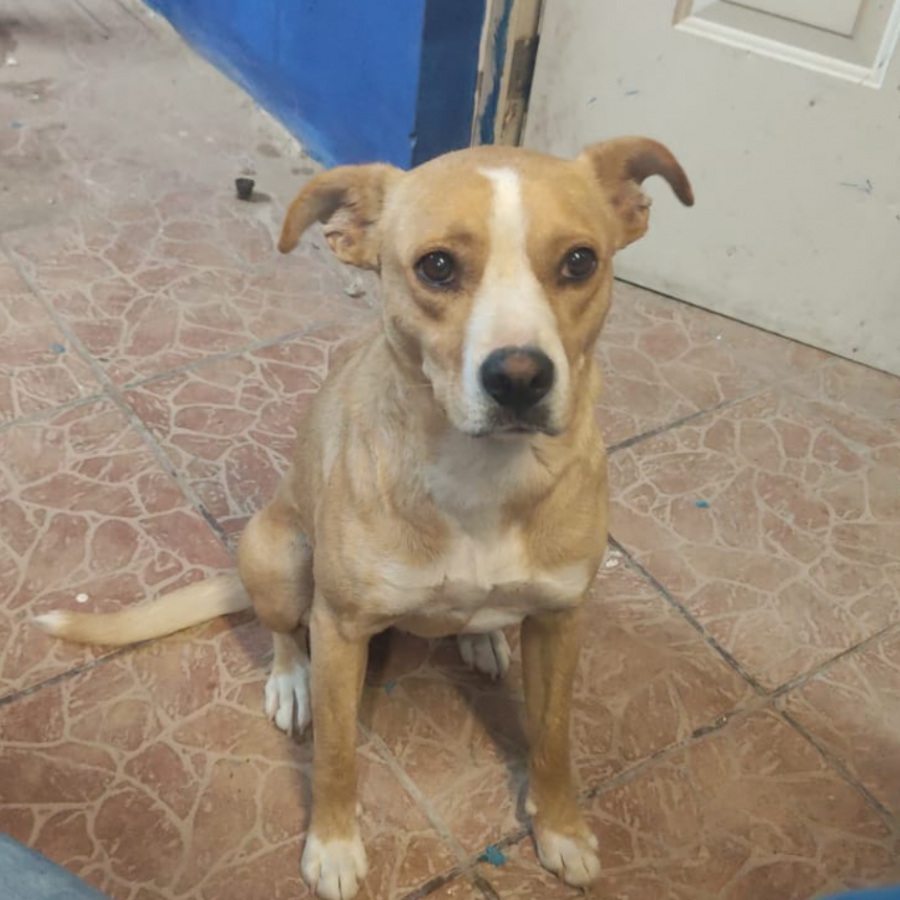 ACUARELA | Raza Mestiza, cruza de American Pitbull Terrier | Final Feliz