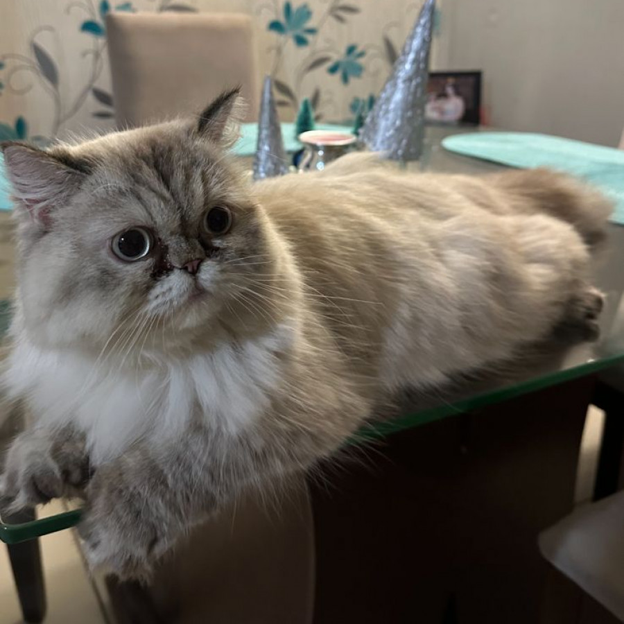 RAMONA | Raza Persa | Perdida