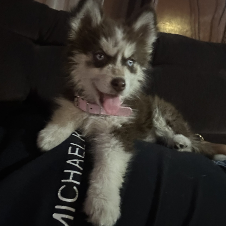 GINEBRA | Raza Husky Siberiano | Final Feliz