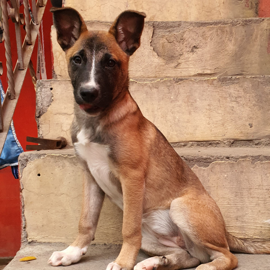 LAYLA | Raza Mestiza, posible cruza de Pastor Belga Malinois | En Adopción