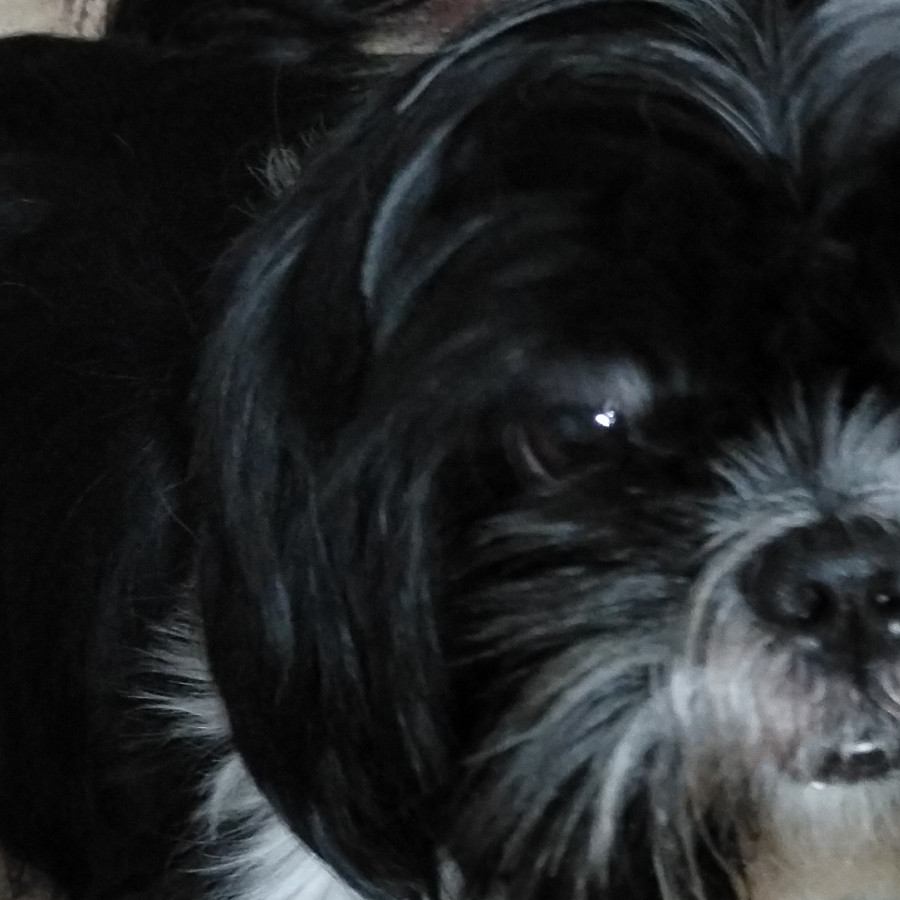 LINA | Raza Shih Tzu  | Perdida
