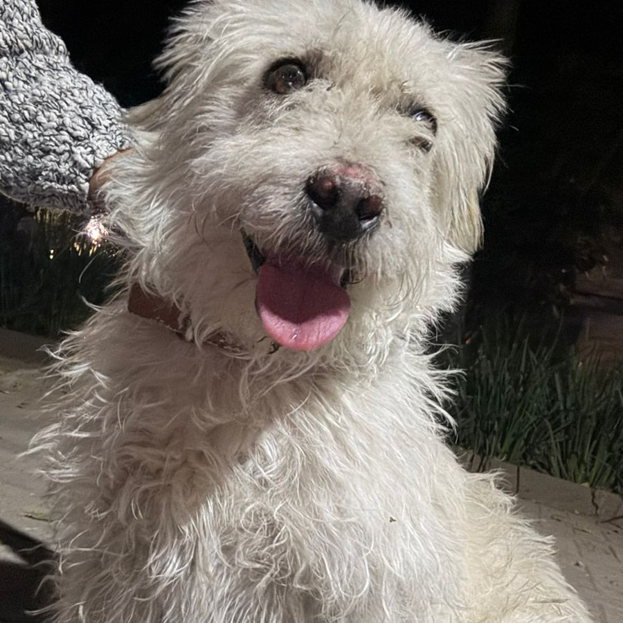  | Raza Mestizo | Encontrado