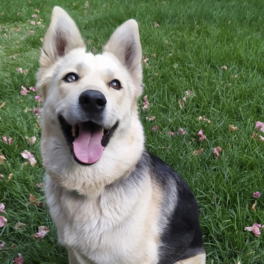 KIRA | Raza Mestiza, cruza de Pastor Alemán con Husky Siberiano | Final Feliz