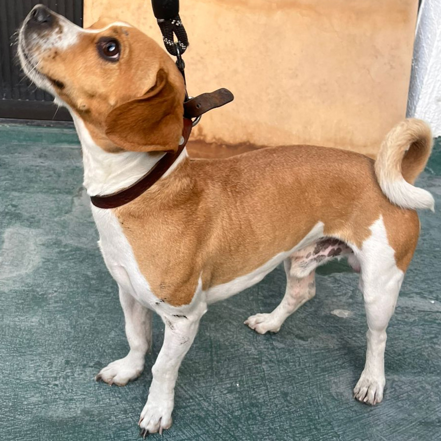  | Raza Mestizo, cruza de Beagle | Encontrado