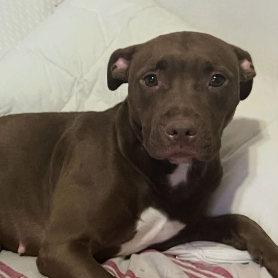 BONNIE | Raza American Pitbull Terrier | Perdida