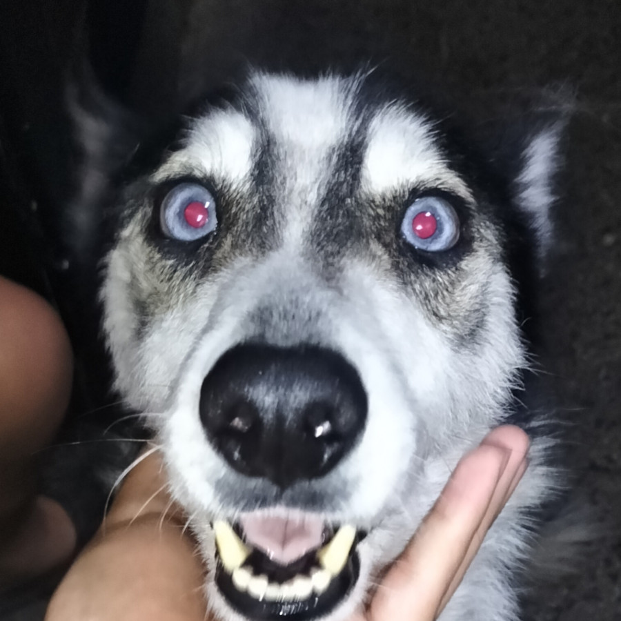 HERMOSA PELUDITA | Raza Husky Siberiano | En Adopción