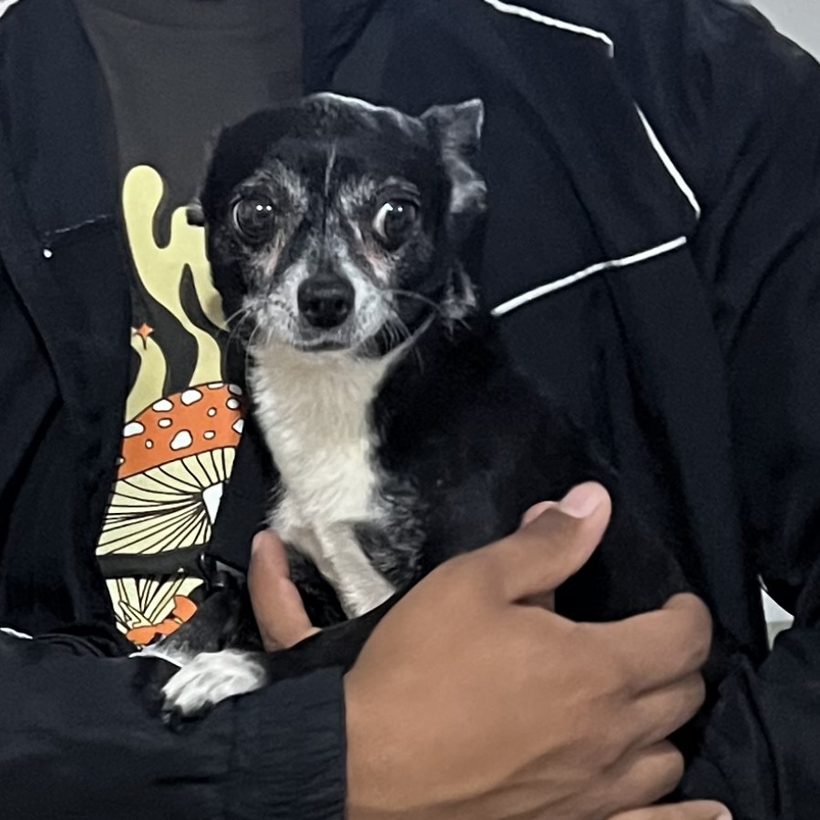 CHISPA | Raza Chihuahua | Perdido