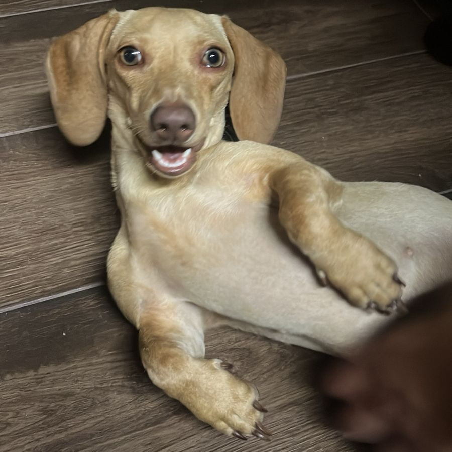 CAJETA | Raza Dachshund o Salchicha  | Final Feliz