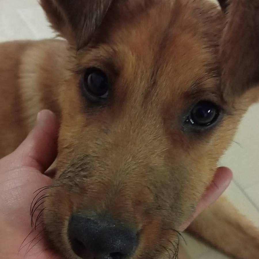 BOBBY | Raza Mestizo | Perdido