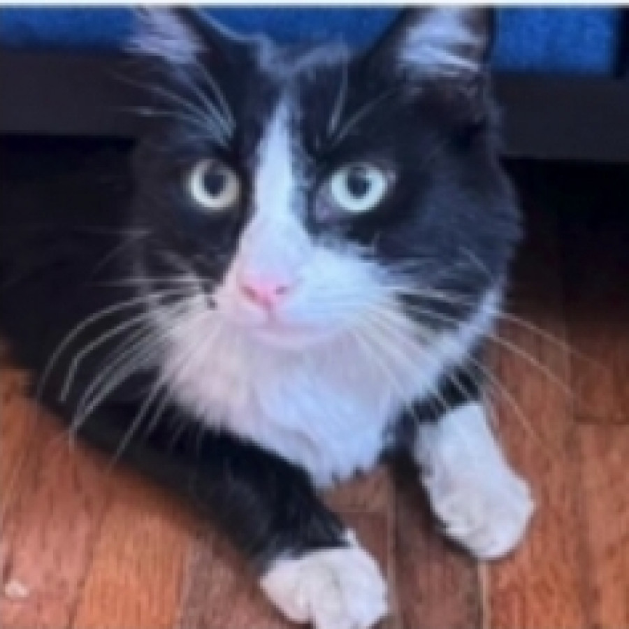 PANCRACIO | Raza Doméstico Americano de pelo semilargo | Perdido